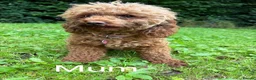 Miniature Poodle dogs for sale: KC DNA Health Tested Red Miniature Poodle Puppies in Glasgow - Advert 3