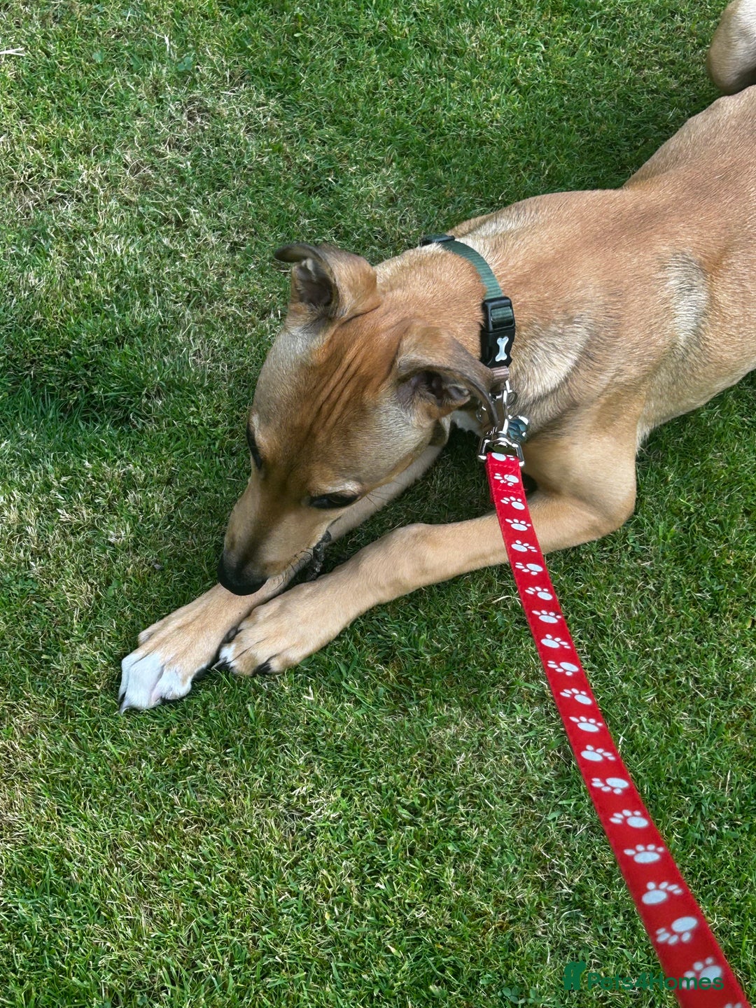 Lurcher dogs for sale: Loving 6Month Old Lurcher Puppy - Image 5