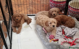 Miniature Poodle dogs for sale: Cafe au lait female miniature poodle - Image 6