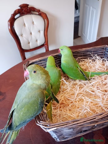 Ringnecks birds for sale - Advert 2