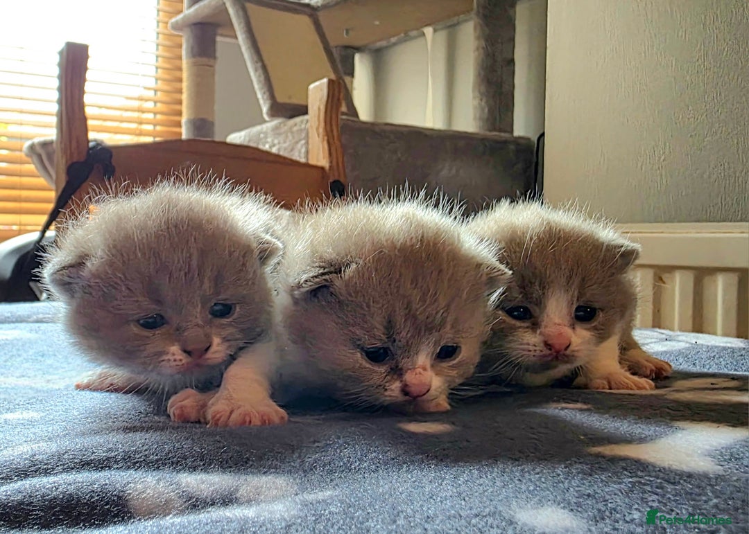 British Shorthair cats for sale: GCCF Registered British Shorthair Kittens - Image 14