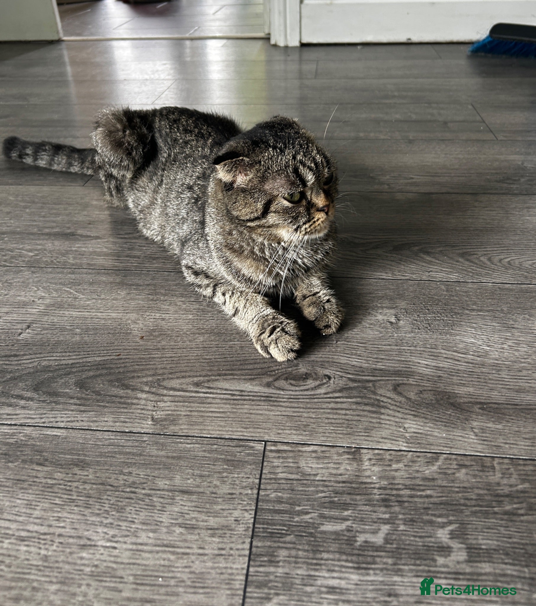 Mixed Breed cats 2 mixed breed Scottish fold kittens - Advert 5