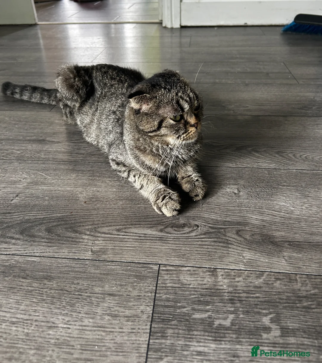 Mixed Breed cats for sale: 2 mixed breed Scottish fold kittens in Bilston - Advert 1
