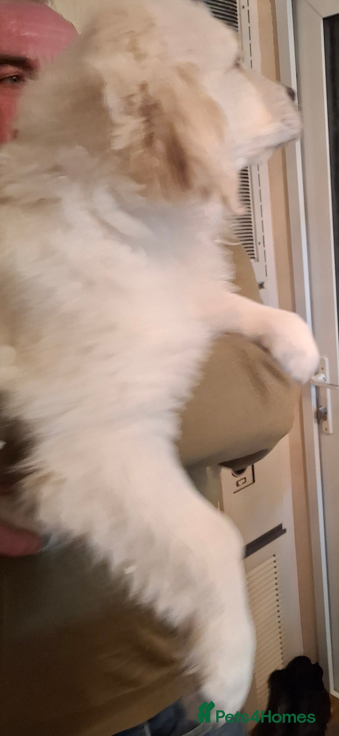 Golden Retriever dogs for sale: KC Registered Golden Retreiver Puppies  - Advert 9