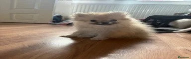 Pomeranian Puppy 1