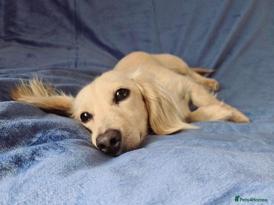 Miniature Dachshund dogs for sale: Rare Cream Gorgeous Dachshund Puppies  - Image 14