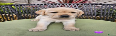 Labrador Retriever 5