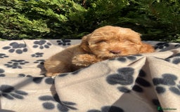 Cockapoo dogs for sale: 5 lovely f1 cockapoos  - Image 24