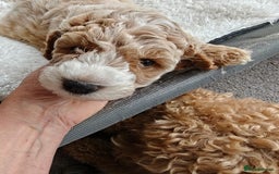 Cockapoo dogs for sale: Gorgous F1B Cockapoo Puppies ready 12th October  - Image 17