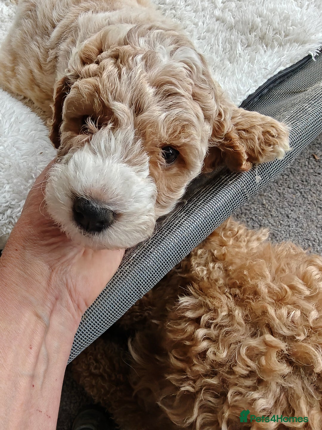 Cockapoo dogs for sale: Gorgous F1B Cockapoo Puppies ready 12th October  - Image 17