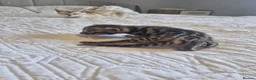 Bengal cats for sale: Supreme Apb Gene & Health Tested Bengal Kittens - Advert 19