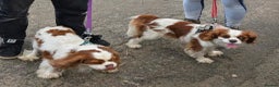 Cavalier King Charles Spaniel dogs for sale: Exquisite Lady KC reg Cavalier King Charles - Advert 13