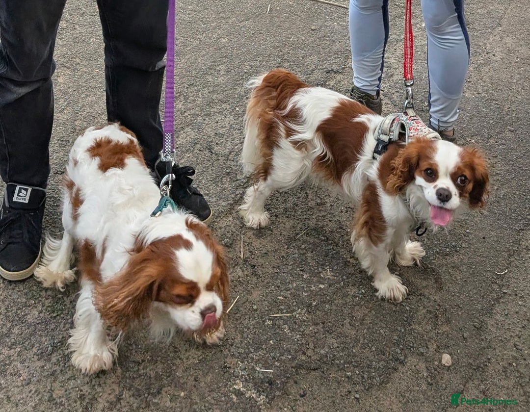 Cavalier King Charles Spaniel dogs for sale: Exquisite Lady KC reg Cavalier King Charles - Advert 13