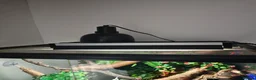 Gecko reptiles for sale: Male 1 year old crested gecko  - Advert 6