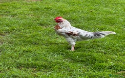 Chickens poultry for sale: Gorgeous half Brahma Cockerel  - Image 1