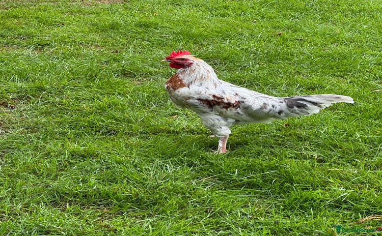 Chickens poultry - Advert 2