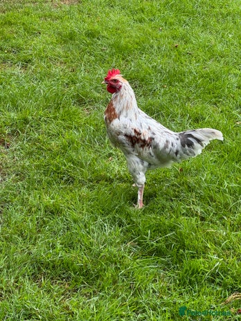 Chickens poultry - Advert 1