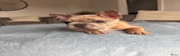 French Bulldog dogs for sale: Ready to go! 3 french bulldog puppies left - Advert 19