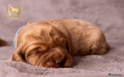 Cockapoo dogs for sale: STUNNING GOLDEN F2 COCKAPOOS - Image 15