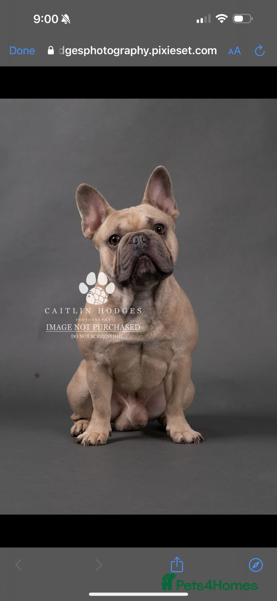 French Bulldog dogs for stud: Fawn French Bulldog in Plymouth - Advert 2