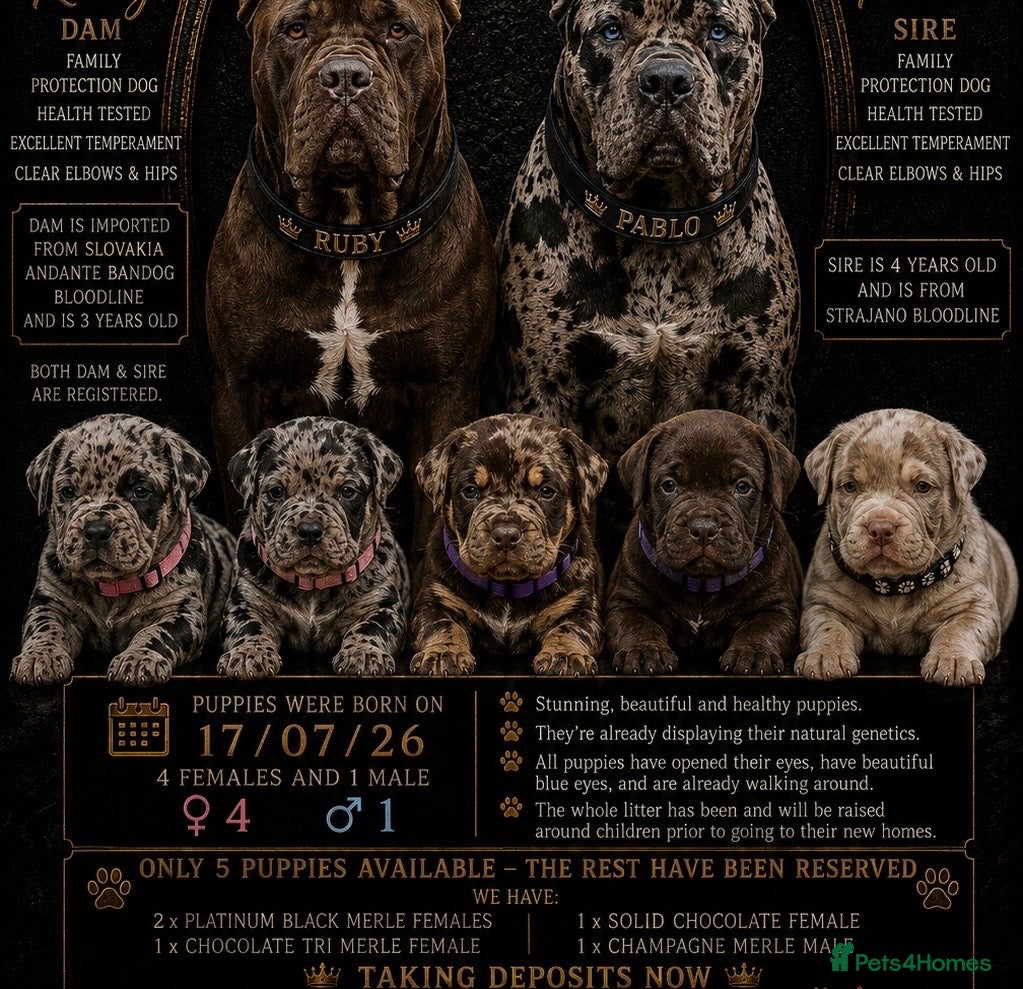 Mixed Breed dogs 8 week old Merle bandog puppies  - Advert 2