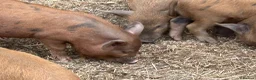 Pig livestock for sale: Kune Kune X Juliana - Advert 4