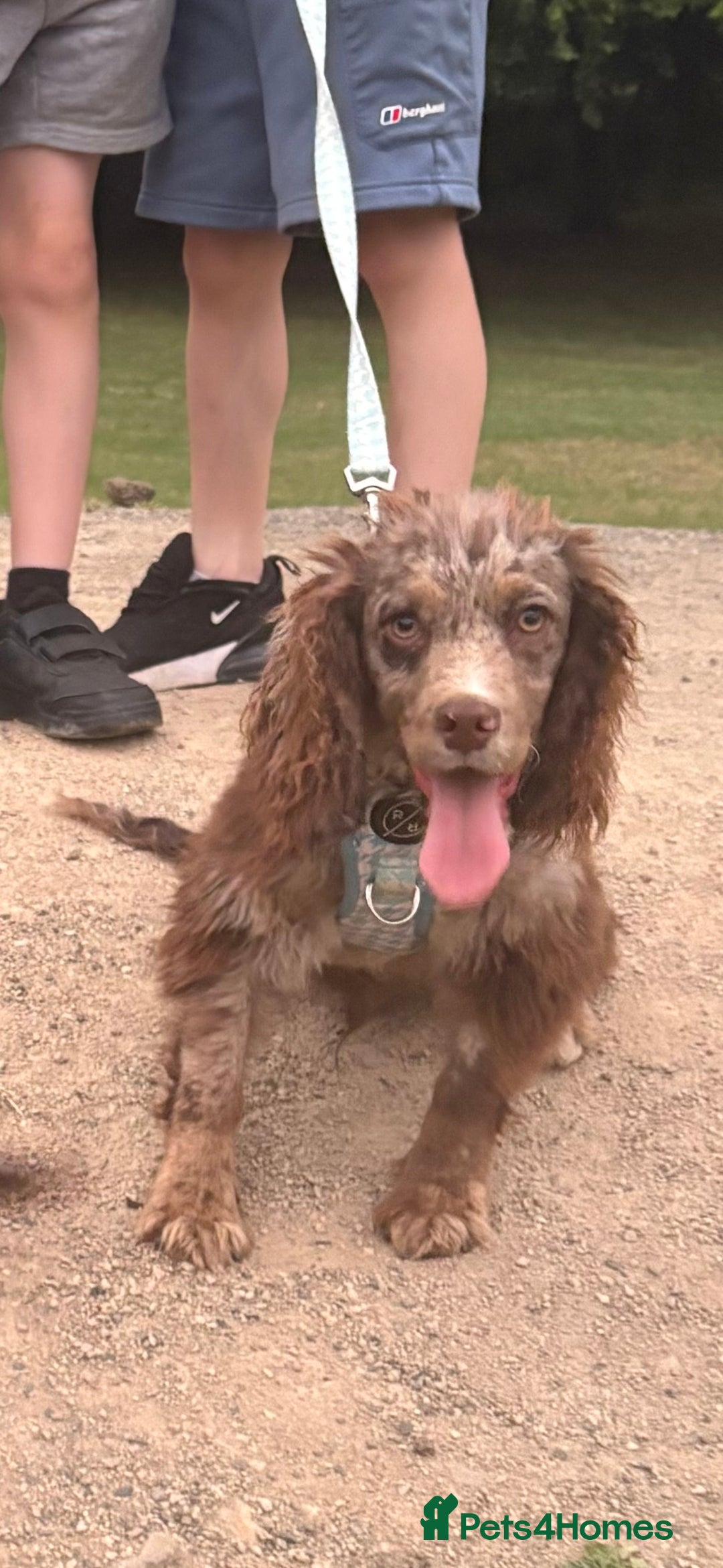 Cocker Spaniel dogs for sale: Merle male Cocker  - Image 4