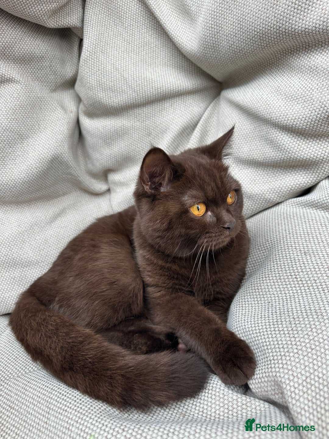 British Shorthair cats for sale: British Shorthair Chunky kittens - Image 32