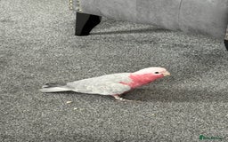 Cockatoo birds for sale: Floyd the Galah - Image 6