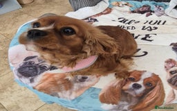 Cavalier King Charles Spaniel dogs for sale: Gorgeous Cavalier Adult Ruby Girl  - Advert 3