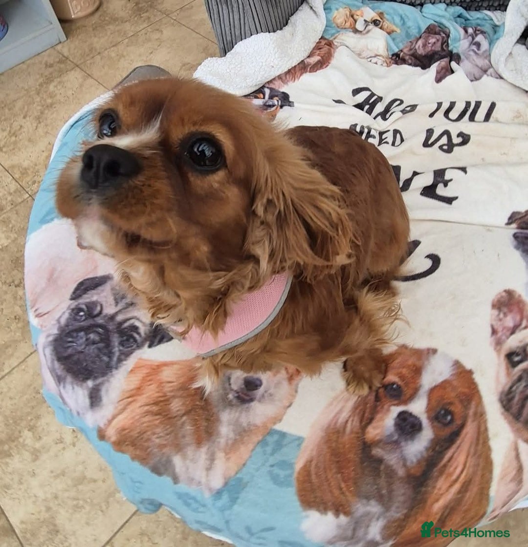 Cavalier King Charles Spaniel dogs for sale: Gorgeous Cavalier Adult Ruby Girl  - Advert 3