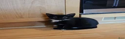 Domestic Shorthair cats for adoption: Black and white rescue kitten needs home  - Advert 3