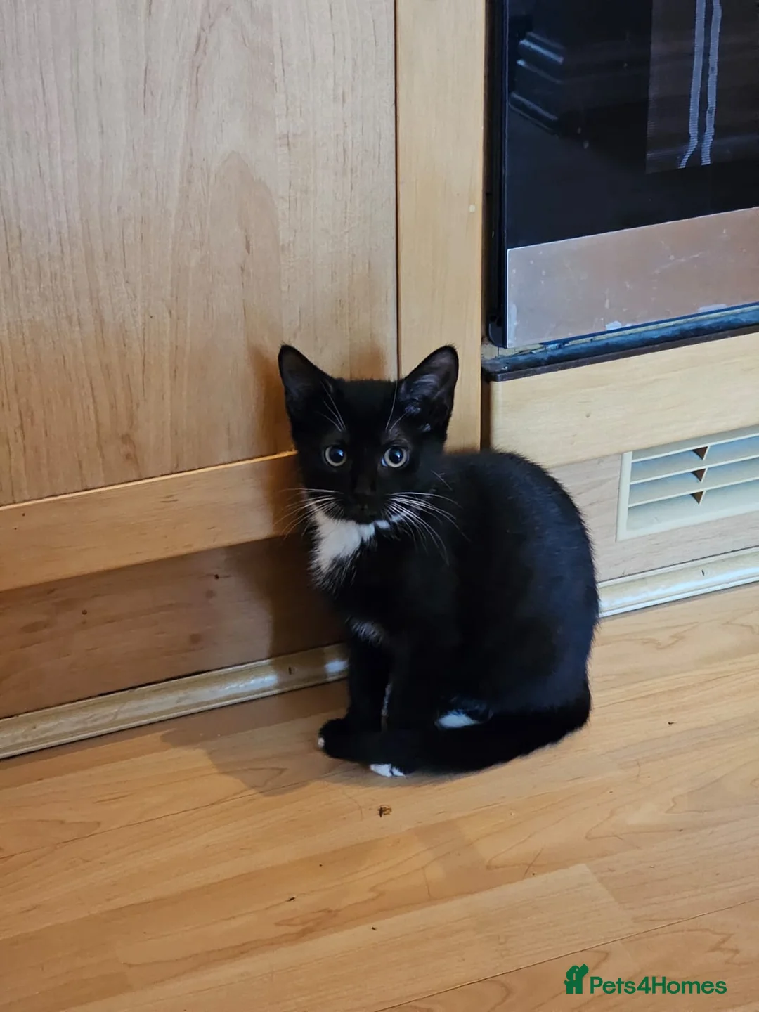 Domestic Shorthair cats for adoption: Black and white rescue kitten needs home  - Advert 3