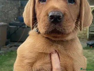 Labrador Retriever dogs 2 lab pups (black/fox red): ready for collection - Advert 3