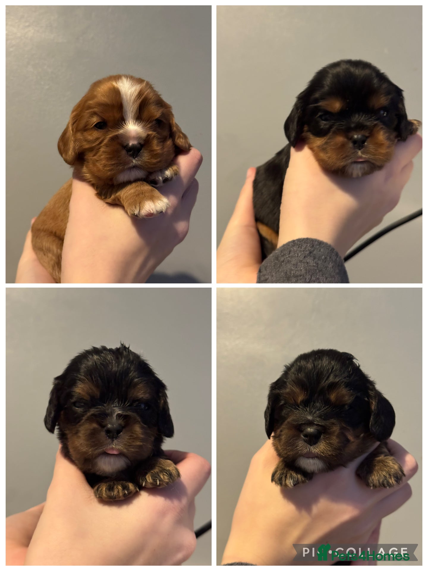 Cavalier King Charles Spaniel dogs Beautiful litter of KC reg King Charles spaniels - Advert 3