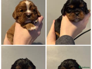 Cavalier King Charles Spaniel dogs Beautiful litter of KC reg King Charles spaniels - Advert 6