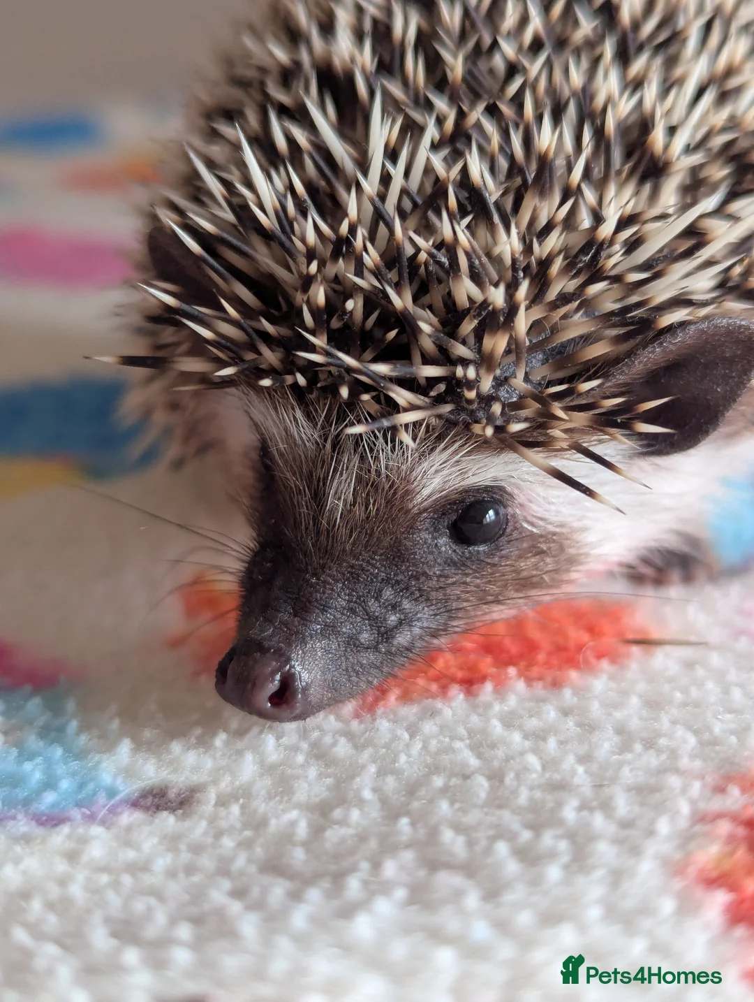 Pygmy Hedgehog rodents for sale: REDUCED HOGLETS!!! Ready Now!!! - Advert 12
