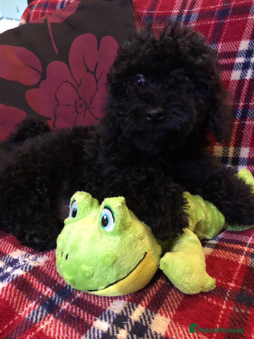 Cockapoo dogs for sale: Cockapoo puppies for sale  - Advert 7