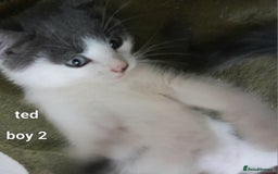 Siamese cats for sale: Bi colour blue and white kittens - Image 10
