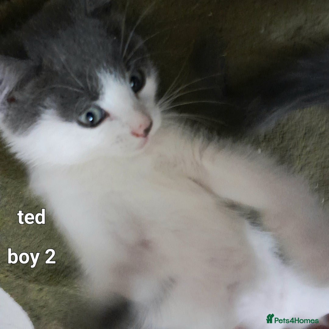 Siamese cats for sale: Bi colour blue and white kittens - Image 10