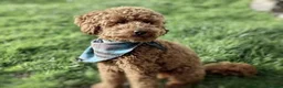 Toy Poodle dogs for stud: Stunning kc red toy poodle stud health tested in Bangor - Advert 3