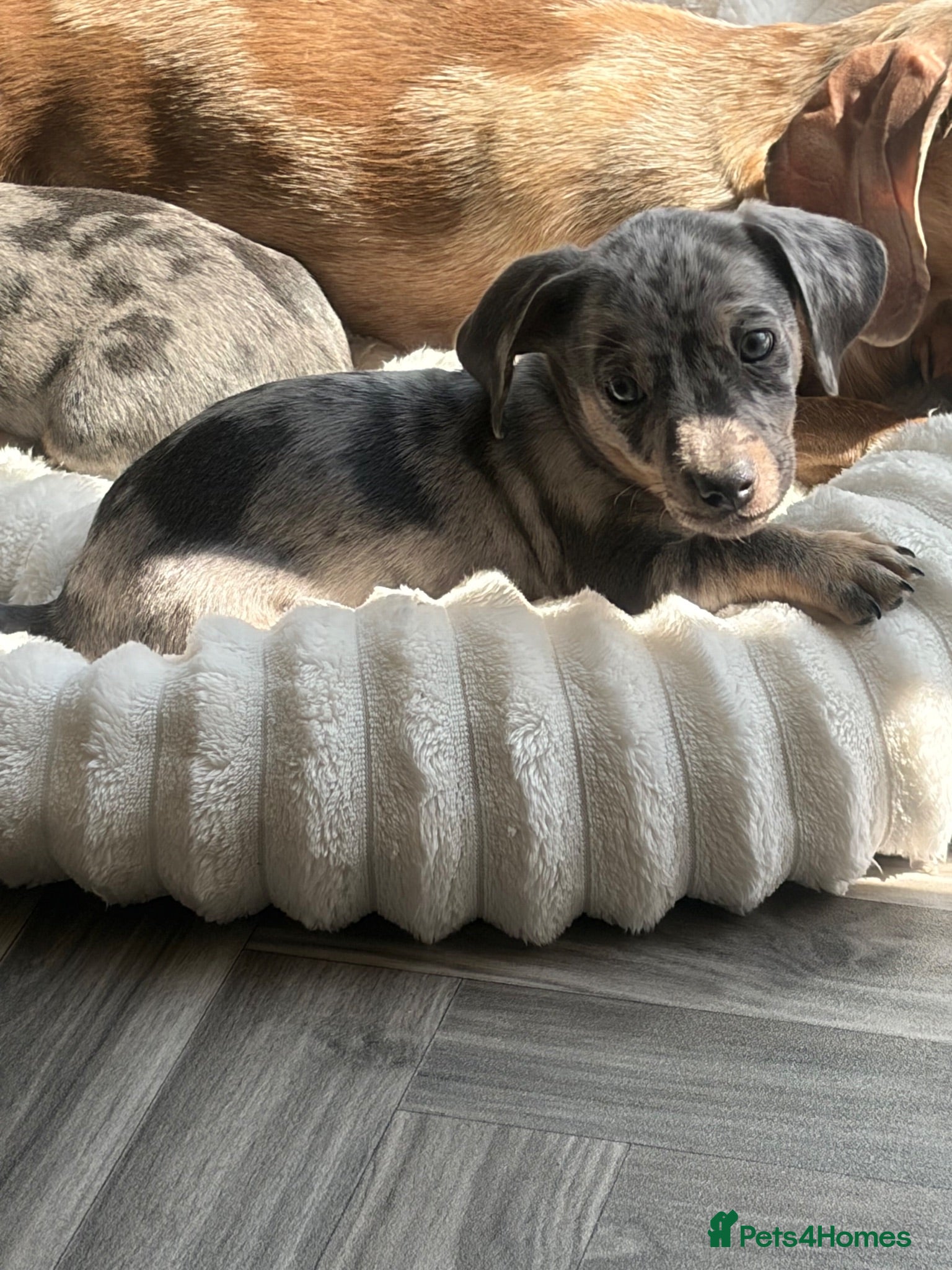 Jackshund dogs Ready for there forever homes  - Advert 2