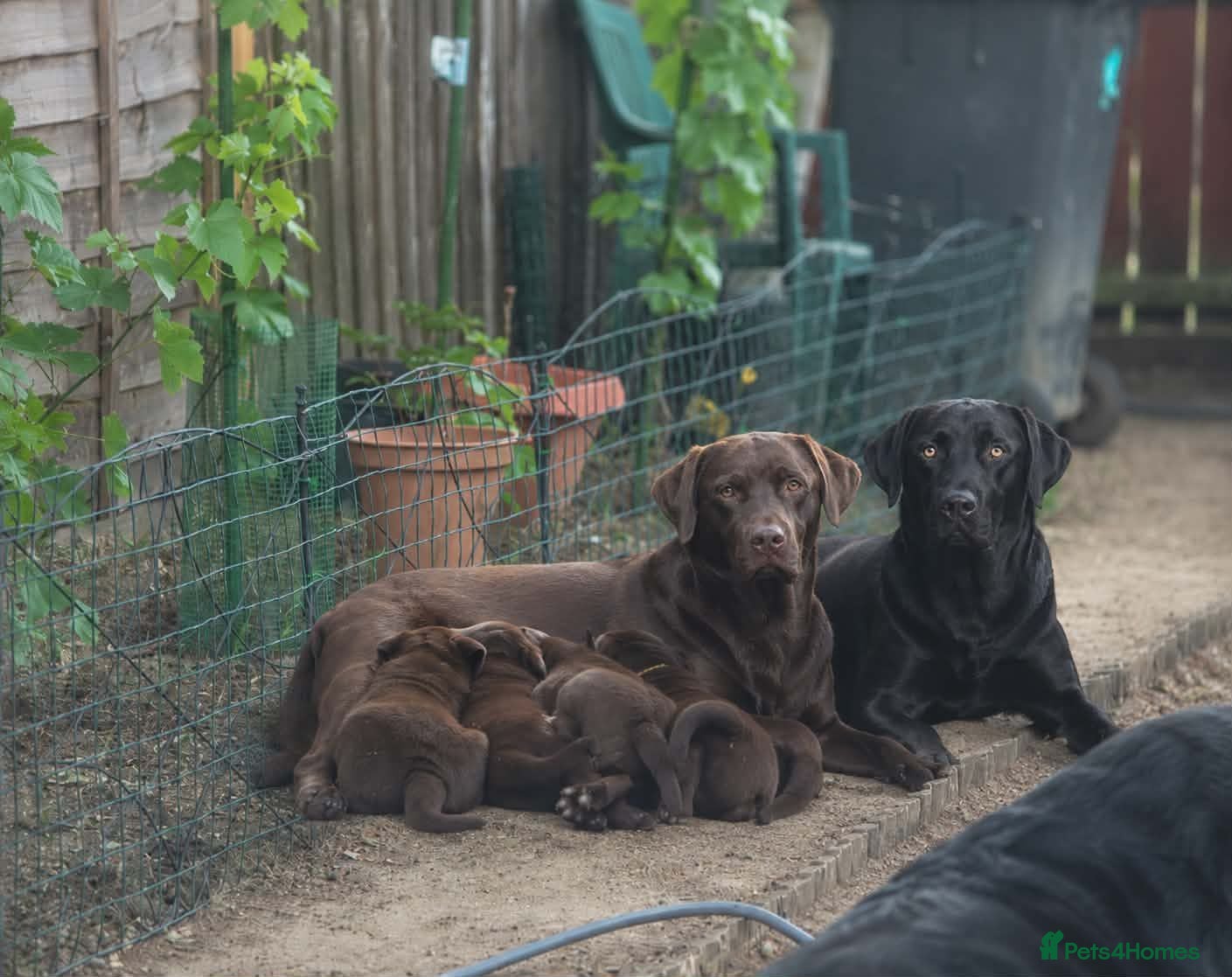 Labrador Retriever dogs For sale  - Advert 1