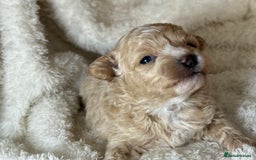 Maltipoo dogs for sale: F1 Maltipoo Boy  - Image 4
