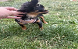 Chihuahua dogs for sale: Tiny 1.2 kg female chihuahua  - Image 3