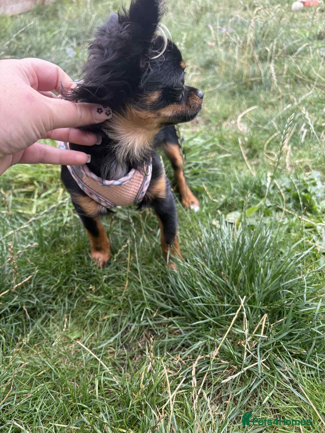 Chihuahua dogs for sale: Tiny 1.2 kg female chihuahua  - Image 3