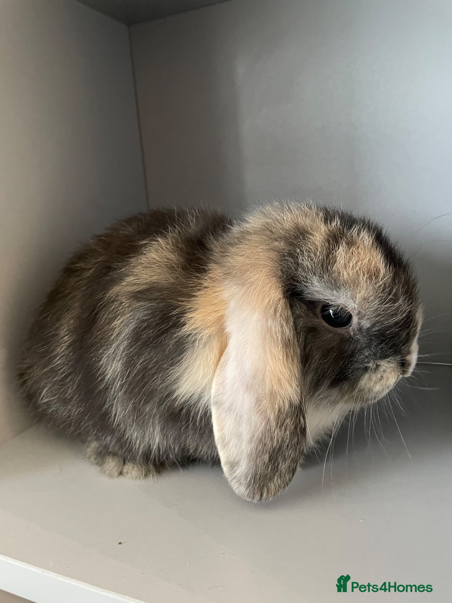 Mini Lop rabbits Rare-Harleyquin mini lops  - Advert 12