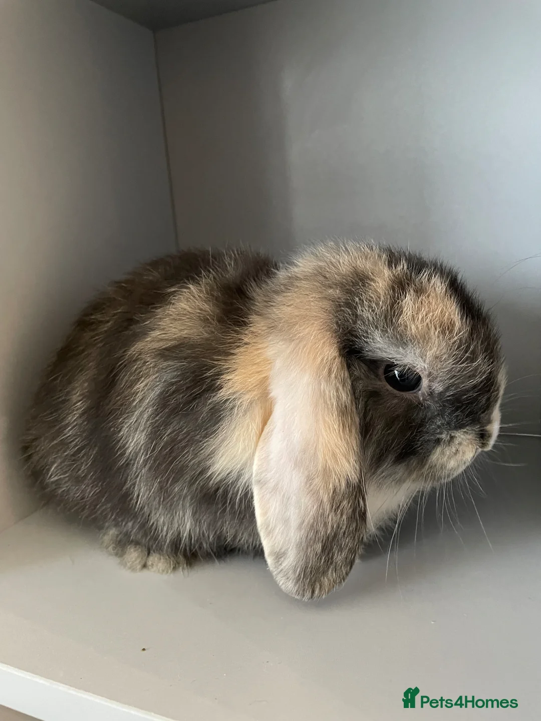 Mini Lop rabbits for sale: Rare-Harleyquin mini lops and doublemanelionhead  in Luton - Advert 1