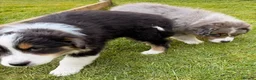Australian Shepherd dogs for sale: The last beautiful female Australian Shepherd in Poole - Advert 22