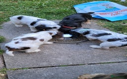 Cocker Spaniel dogs for sale: Blue Roan Tan-Sable Cocker Spaniel– KC bloodline - Image 31
